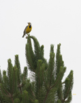 Eastern Meadowlark 0603